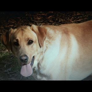 Meet your Posher, Rodney